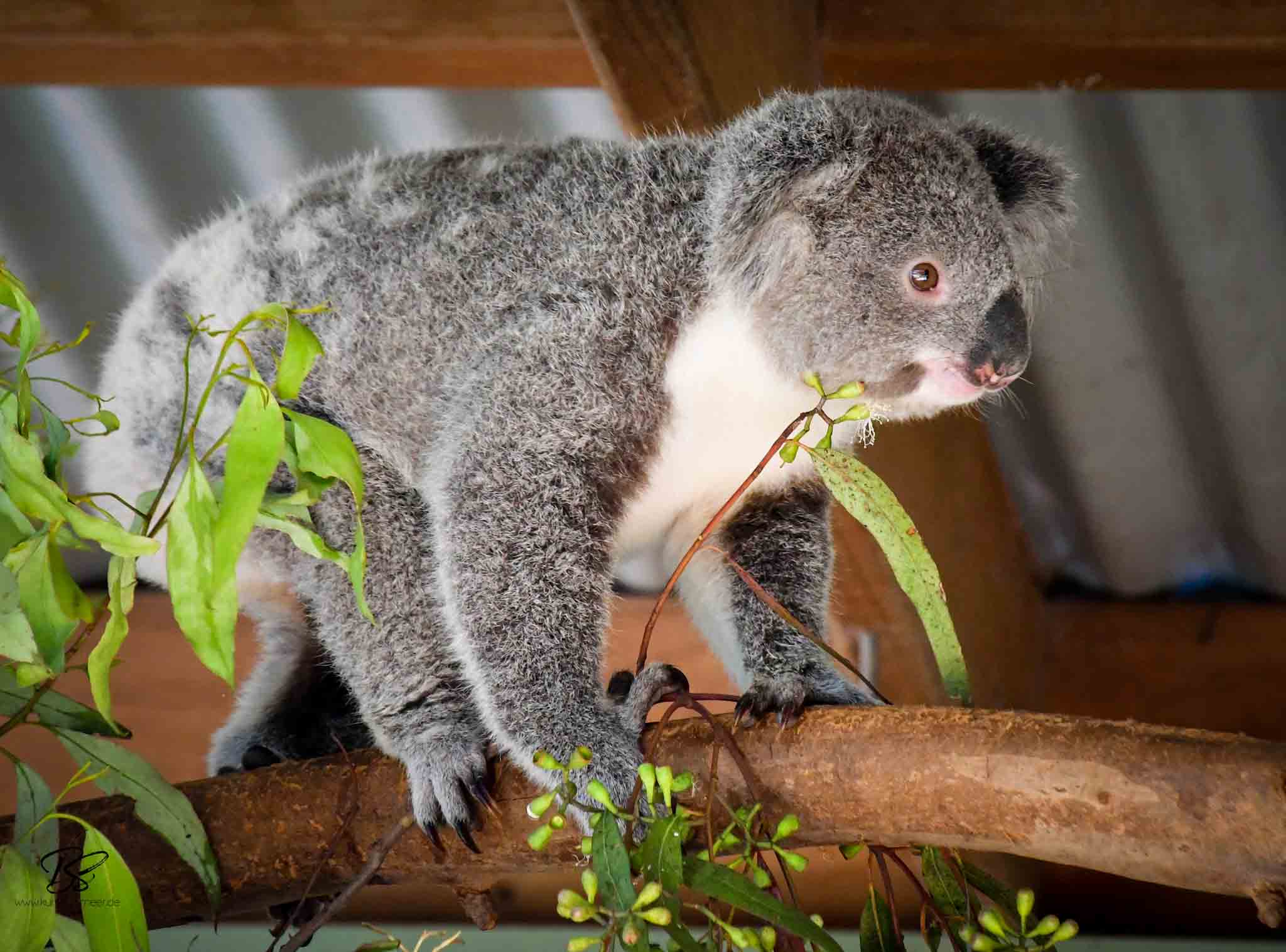 Känguru wird im Featherdale Wildlife Park bei Sydney gefüttert
